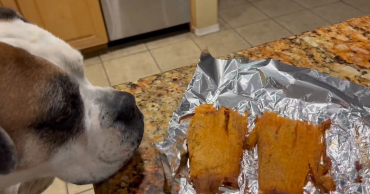 can dogs eat tamales