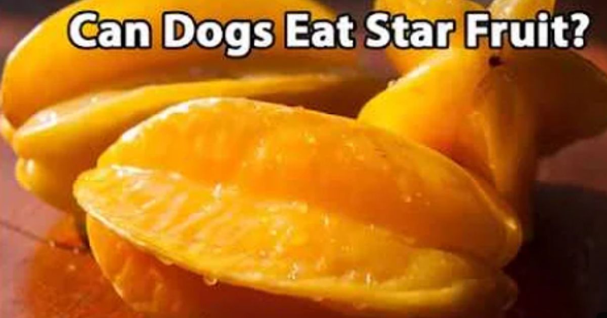 can dogs have star fruit