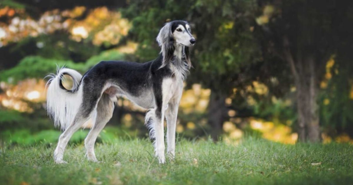 dogs that look like horses