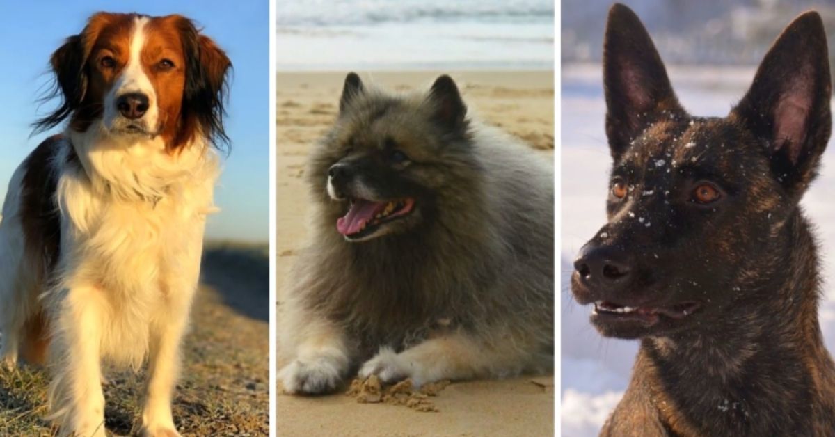 dutch dog breeds