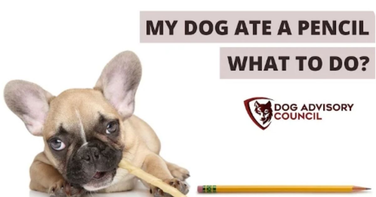 my dog ate pencil