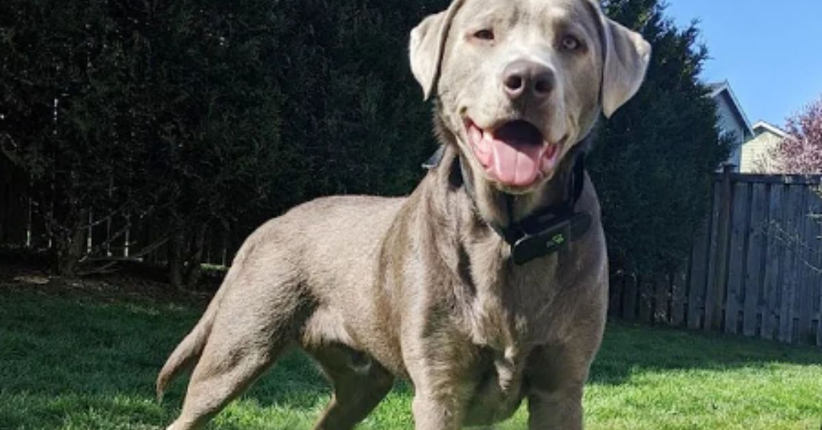 silver labrador retriever