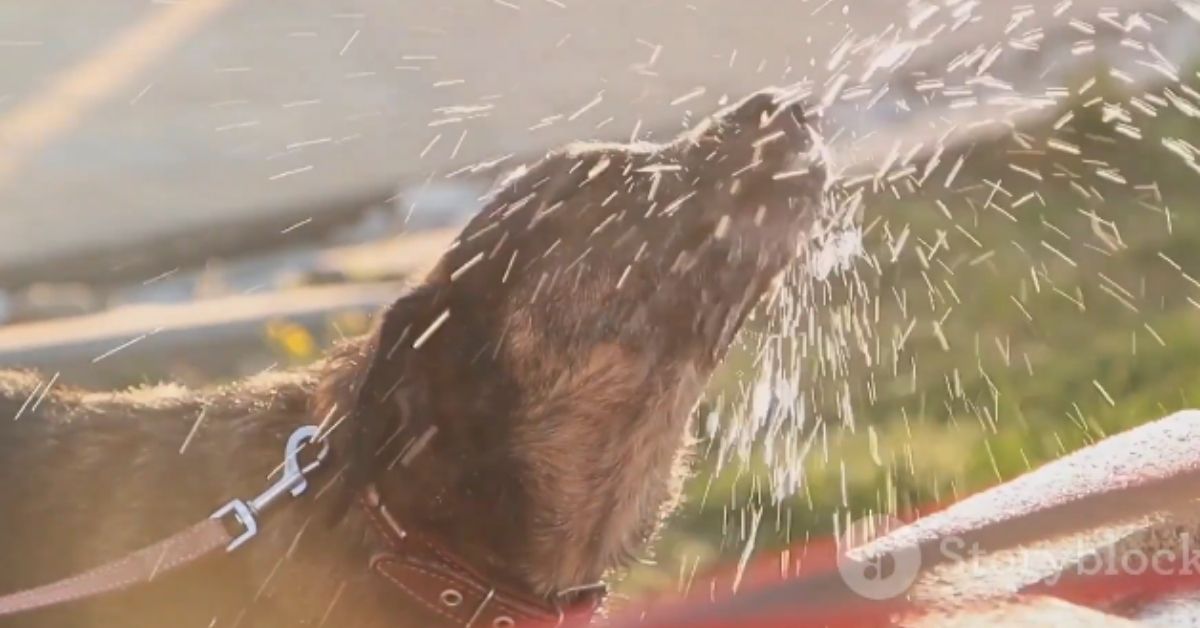 Dog drinks water too fast and throws up hotsell