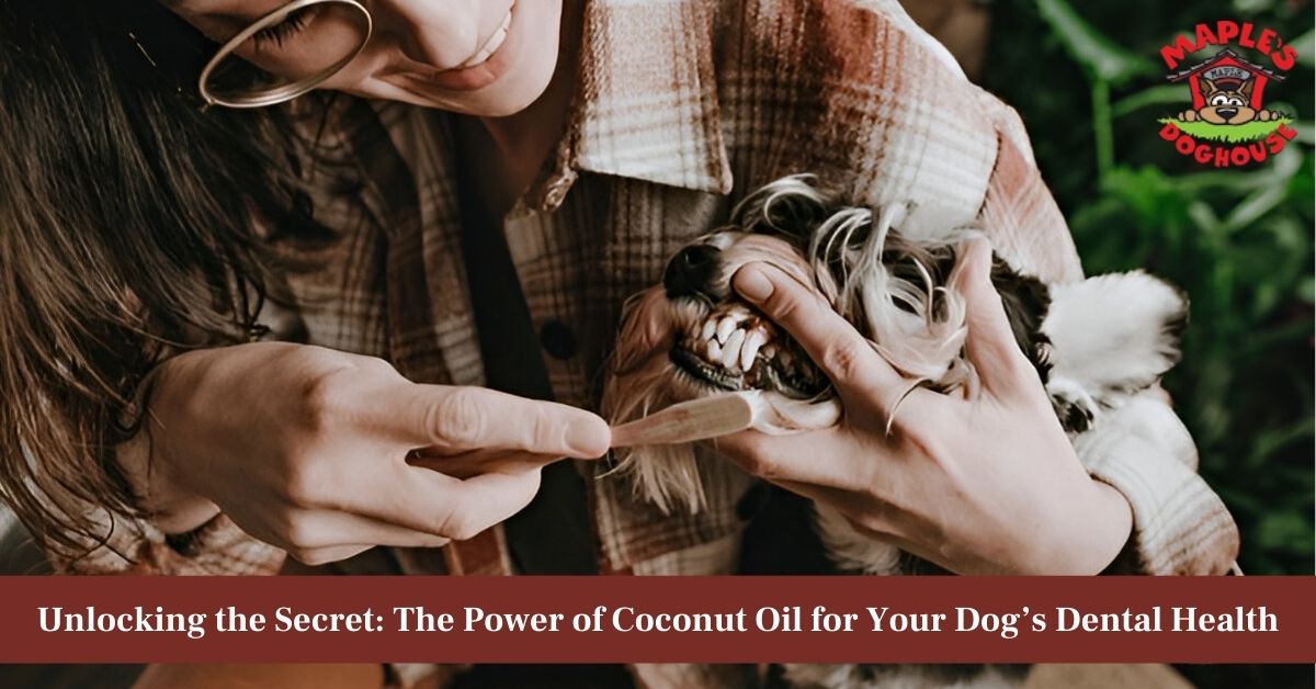 coconut oil for dogs teeth