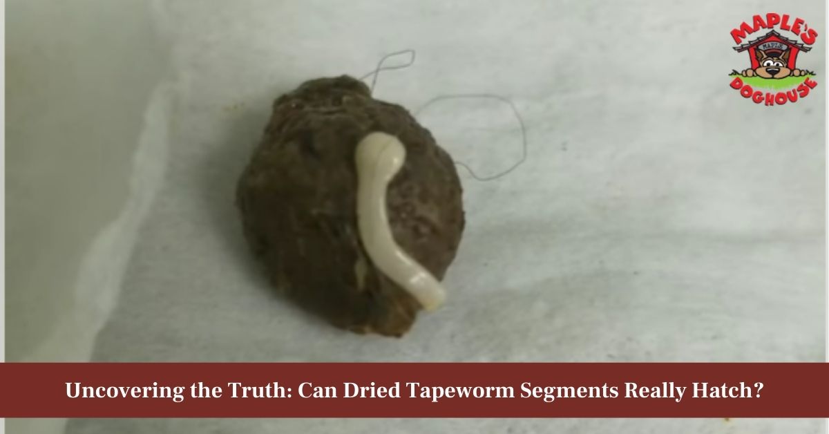 do dried tapeworm segments hatch