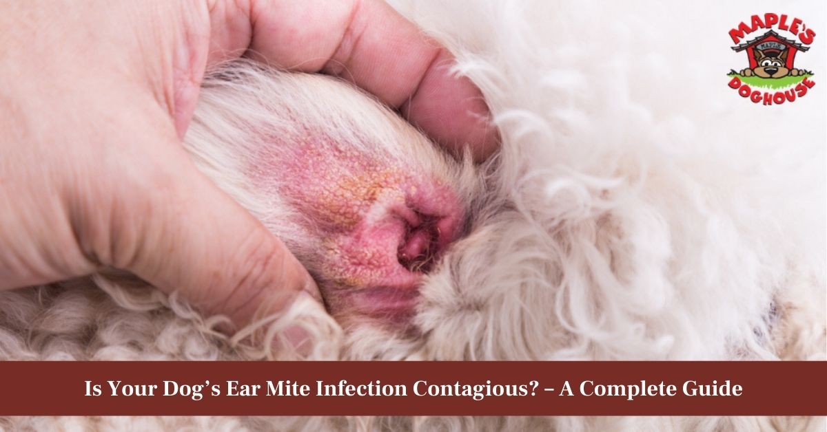 ear mites in dogs contagious