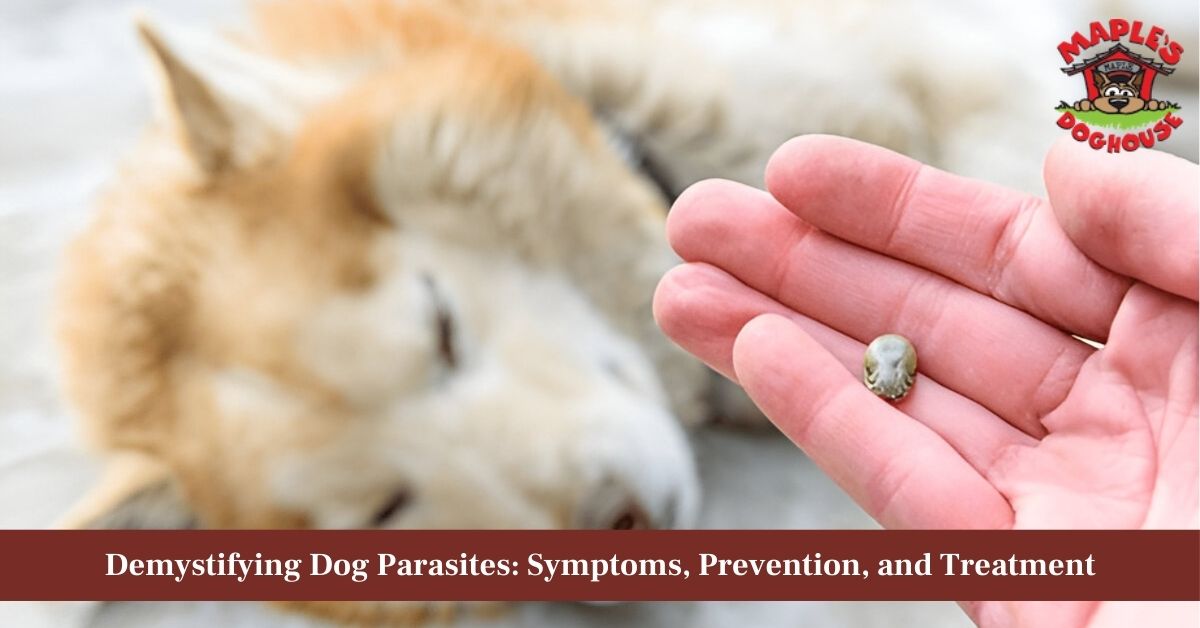 parasites in dogs