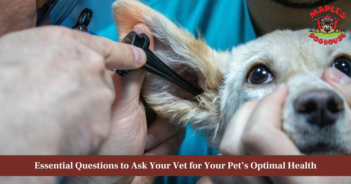 questions to ask a veterinarian