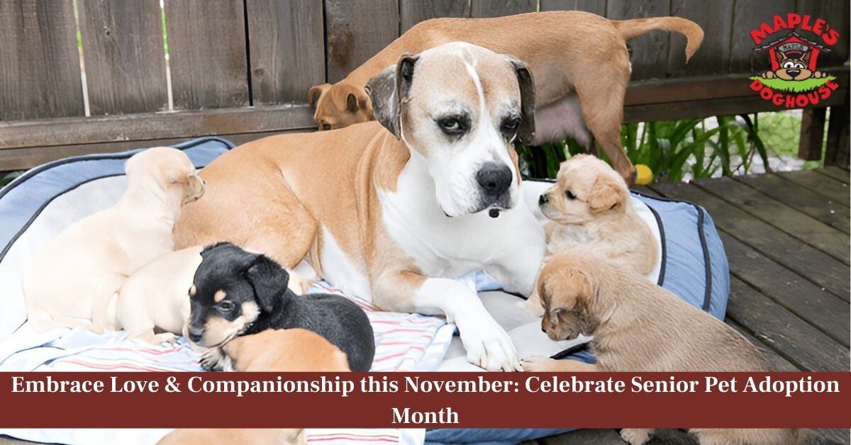 senior pet adoption month